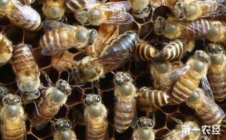 蜜蜂蜂王怎么培育 蜜蜂的人工育王技术
