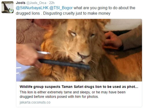 印尼动物园强迫狮子与人合影 