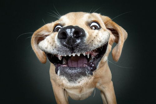 摄影师捕捉狗狗接食表情包 龇牙咧嘴令人捧腹不已 