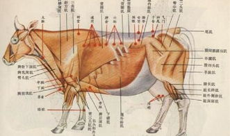 牛体各部位名称图解 图片搜索