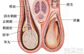 阴囊涨涨的怎么办