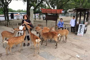 日本奈良的超萌小鹿究竟有多流氓 喂了才知道
