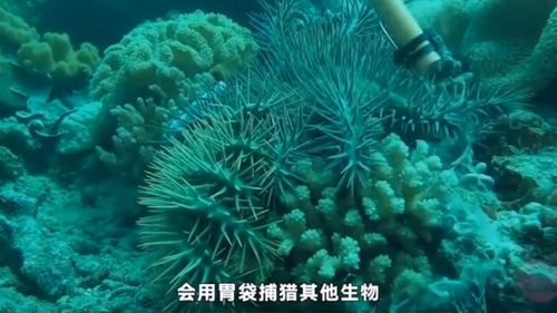 最危险的海洋生物 一 