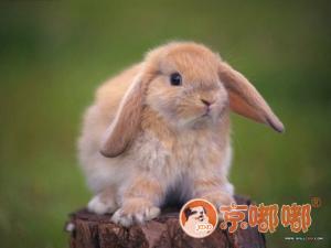 南京哪里有卖荷兰垂耳兔的 