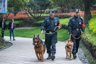 别人家的小区 杭州一小区养夫妻档警犬巡逻 