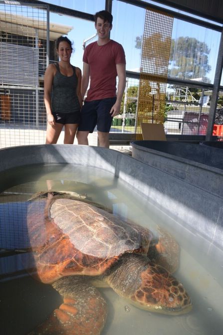 为了解海龟食性 研究人员为其量身定制 泳衣 以收集粪便 