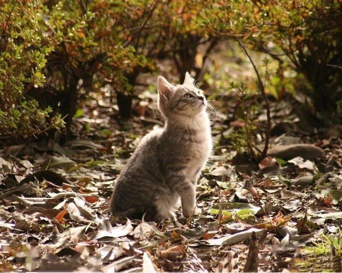 初学者养猫的注意事项 这些一定要注意