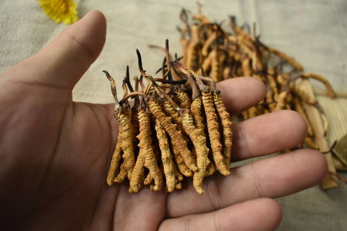 虫草哪部分有营养!冬虫夏草的营养是在虫体 还是在草上