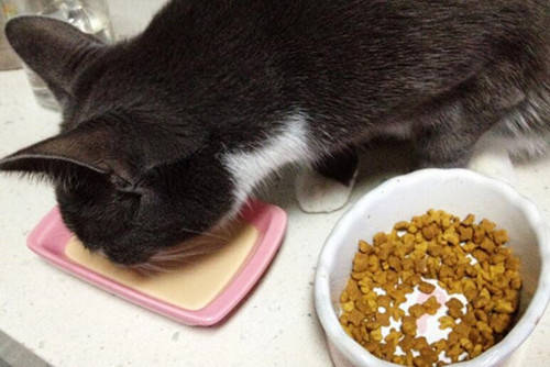猫咪肾衰竭一定要吃处方粮吗
