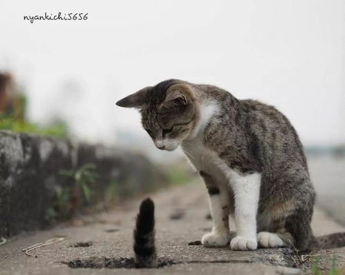 日本摄影师奇特的流浪猫拍照姿势,暖心上线