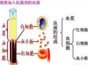 全血 血清 血浆傻傻分不清楚 科普知识帖