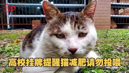 因太胖被 公开处刑 高校挂牌提醒猫减肥请勿投喂 