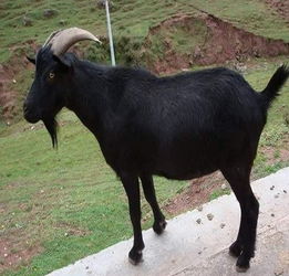 在农村养殖黑山羊前景如何 黑山羊有什么优势