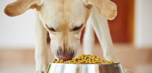 狗狗吃营养品可能补出病 吃得好根本不用补,没事别乱吃