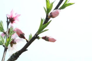 桃树养多长时间会开花,桃树第一年开花结果吗？