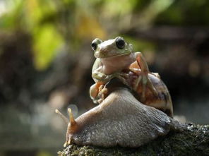 高温难耐懒惰青蛙 蜗牛背上搭便车