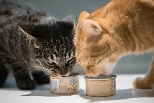 养猫经验 猫咪吃啥补充微量元素