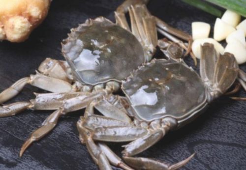 东平湖毛蟹,肉质肥美,爱吃海鲜的你千万别错过