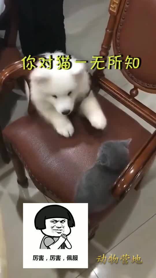 狗子对猫的反应速度一无所知 