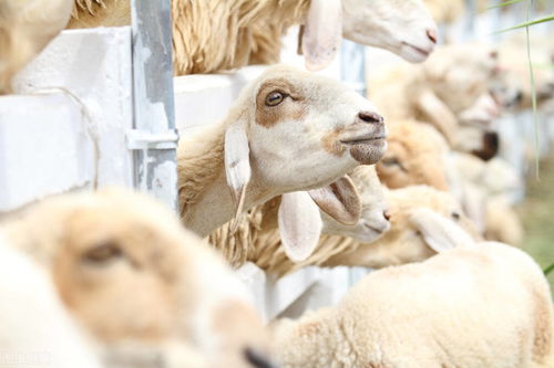 养羊早知道 母羊生小羊后为什么会吃羊衣子 母羊吃羊衣有害吗