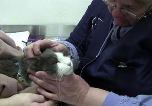 辟谣,猫咪体检只能靠兽医处理 不必等,其实基础检查在家就能做