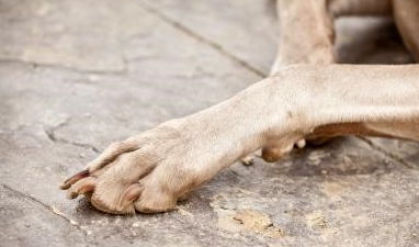 狗狗其实有五个脚趾,不接触到地面的脚趾,其实是狗狗进化的象征