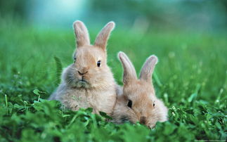 兔子不能当肉食 美国爆发大规模抗议要求停卖兔子肉 