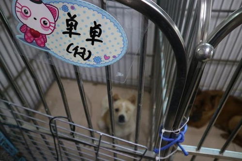 广州宠物,带你参观广州一个宠物救助站 