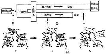 10分,除指定空外,每空1分 回答下列有关生物进化的问题 1 图1表示某小岛上蜥蜴进化的基本过程,X Y Z表示生物进化中的基本环节 X Y分别是 2 该小岛上的蜥蜴原种由许多个体组成 