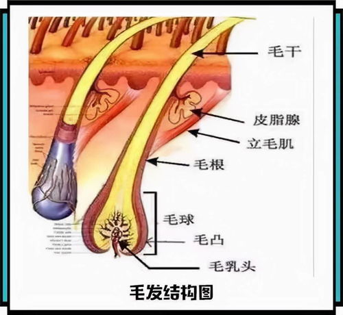 越常刮胡子,寿命越短 男性胡子长得快说明什么,科学告诉你