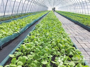 福建漳平合作社带动蔬菜产业发展