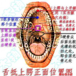 上颚位置到底在哪里 