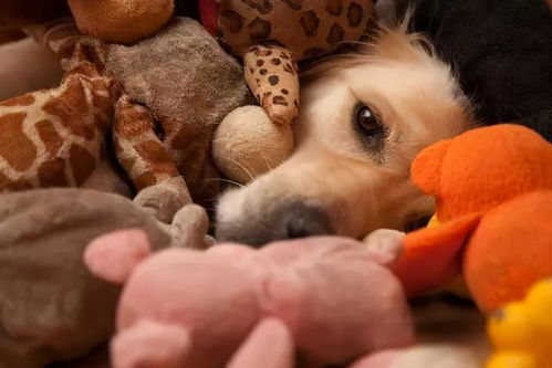 狗狗不爱玩具的原因有哪些 缺乏互动只是其中一种