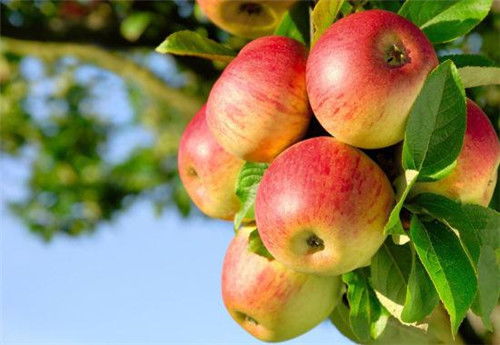 古代的苹果不叫 苹果 ,古人取了个很唯美的名字,日本沿用至今