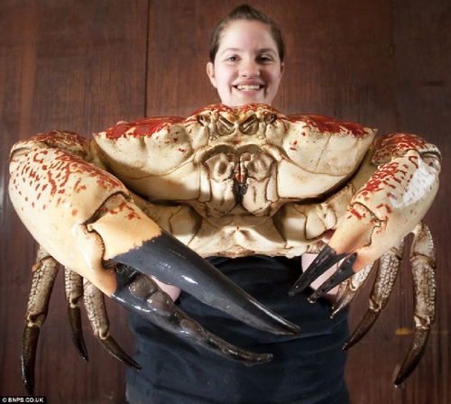 澳渔民捕获巨型帝王蟹 以最大蟹于英水族馆展出 