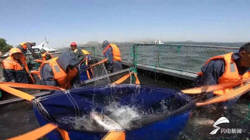 100万斤 枣庄岩马湖开年第一网捕 肥鱼 最大一条重20斤