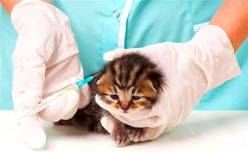 辟谣,猫咪并非每年都要打疫苗,重复免疫易患注射部位肿瘤病症