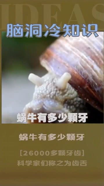蜗牛多少颗牙齿你知道吗 
