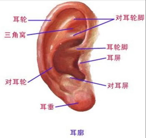 耳廓是指耳朵的哪里