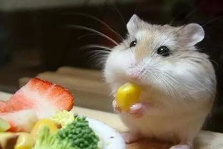 仓鼠吃什么蔬菜,仓鼠吃什么蔬菜和水果最合适?
