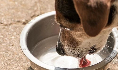狗狗喜欢喝水是一件好事 突然多喝水,可能是狗狗不健康的征兆