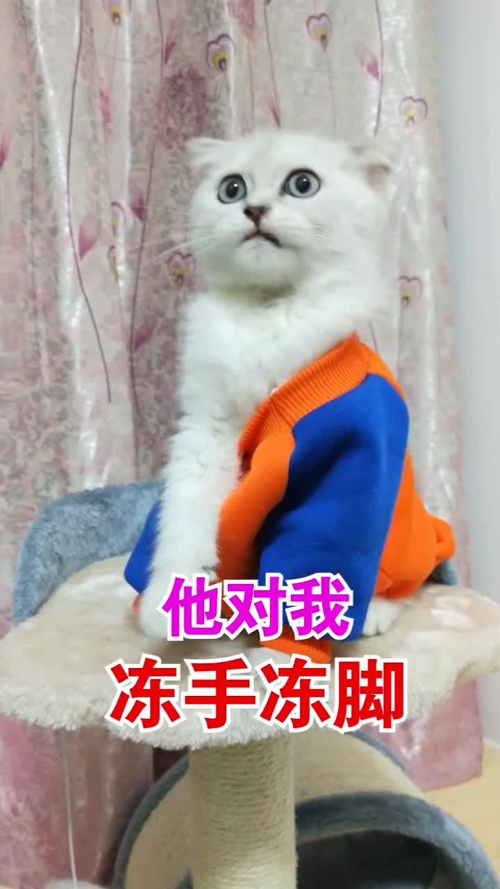 猫的段子你看过没 绝对无法想象 