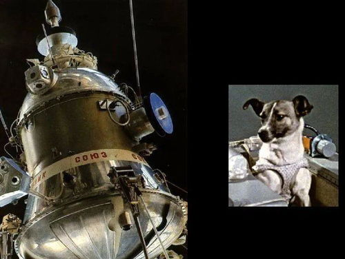俄罗斯流浪狗的太空之旅