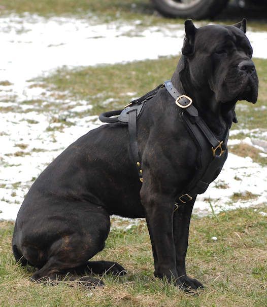 意大利护卫犬(10大护卫犬) 