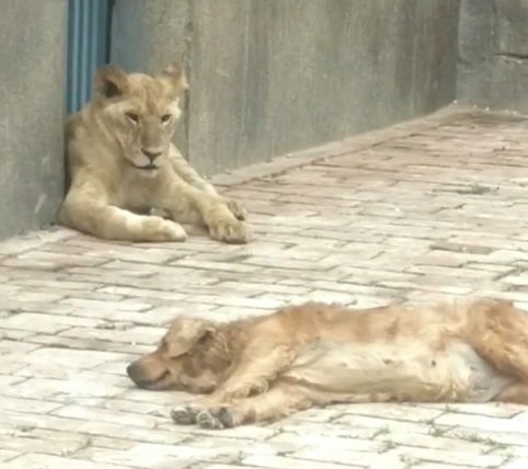 动物园里看狮子总觉得哪里不对,走近一看捏把汗,游客 狗生巅峰