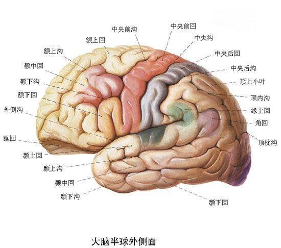 冷知识 为什么游泳学会了就不会忘记 程序性记忆的储存作用