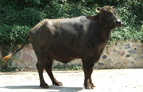 广西农村适合养黄牛还是水牛,如何选择养牛的品种 