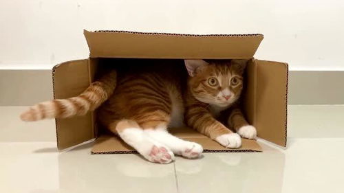 家里的小猫咪对纸箱的脑回路有些底下,一定是纸箱的问题,不怪这只蠢萌的猫 