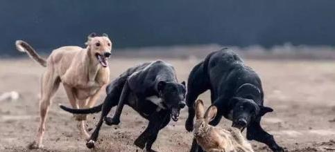 此犬是草原上最强的犬种,连被称为 草原之王 的蒙古獒都不及它 