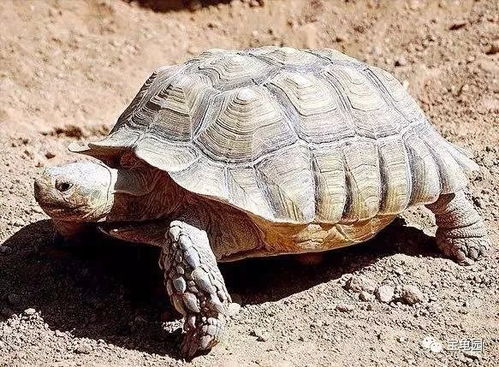 苏卡达陆龟寿命大概多长时间?最大能长多大？